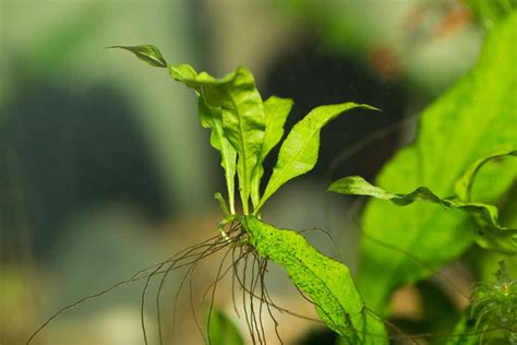 Java Fern Small Leaves at Tip 的图像结果