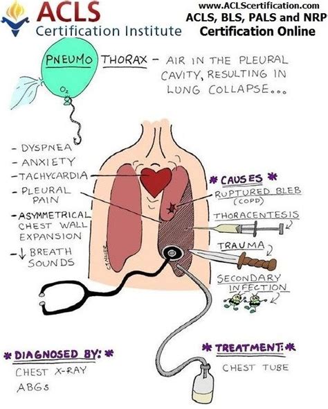 Image result for Excursion Lungs