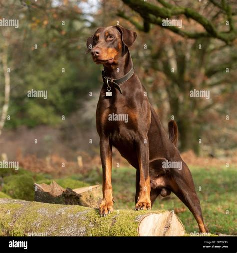 Brown Doberman Pinscher Uncropped Ears