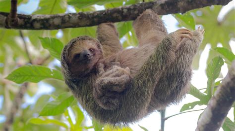 Costa Rica Sloths