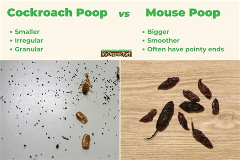 What does cockroach poop look like? [PICTURES]
