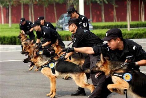 警犬神速破案受到表扬，它紧紧拉着训导员的手：人家害羞嘛_腾讯新闻