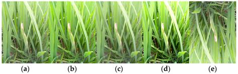 Classification of Typical Pests and Diseases of Rice Based on the ECA ...