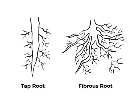 Tap root and fibrous root monochrome black and white outlined simple ...