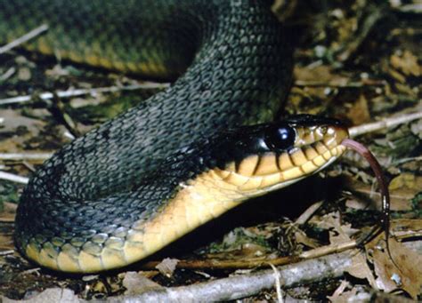 11 Incredible Snakes in Virginia - Pets Hyme