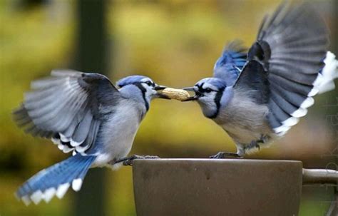 Image result for Formosan Firecrest