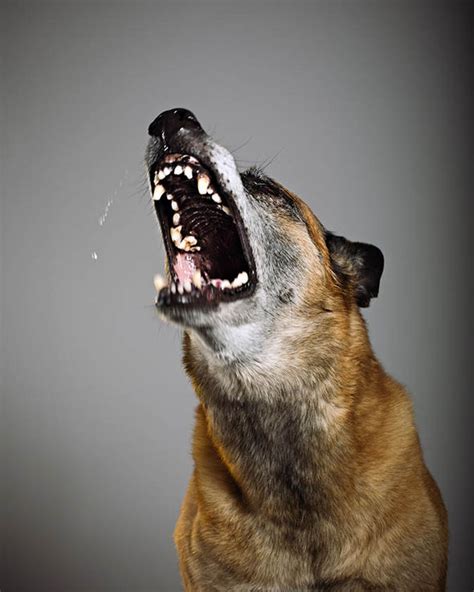 Common Dog Behavior Problems and Solutions