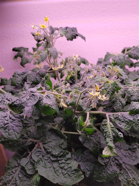 Image result for Krakey System Using Miracle Grow