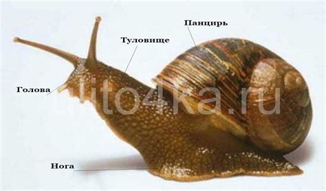 какие зубы у улиток