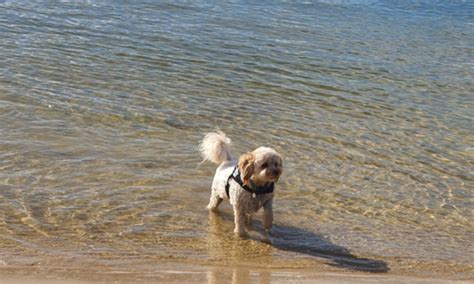 25 Dog Friendly Beaches, Bars, Walks and more in Bellarine Peninsula