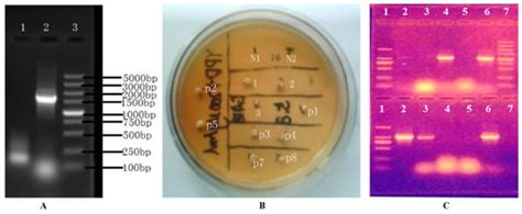 The Effects of Catabolism Relationships of Leucine and Isoleucine with ...