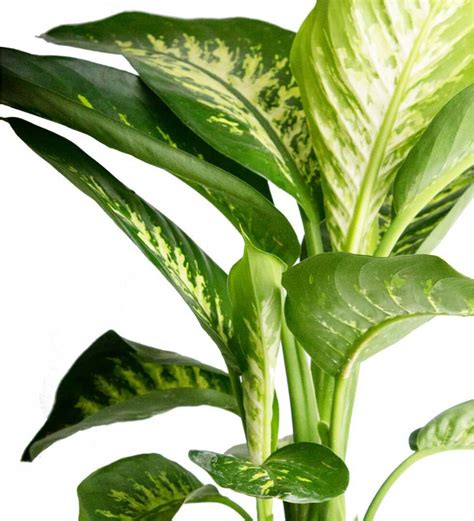 Difenbahya - Dieffenbachia Tropic snow - Nema Çiçek