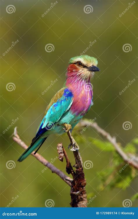The Lilac-breasted Roller ,Coracias Caudatus, Sitting on the Branch.Lilac Colored Bird with ...