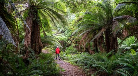 WILD 的图像结果