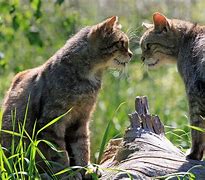 Image result for Cute Cat Babies