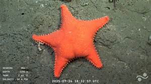 The Bright Side: Underwater robot live stream mesmerizes Argentines ...