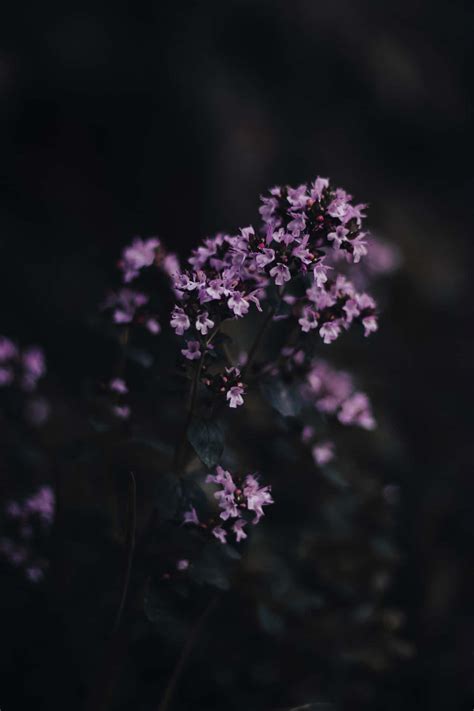 Dark Purple Flower