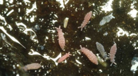 Image result for Springtail Bugs