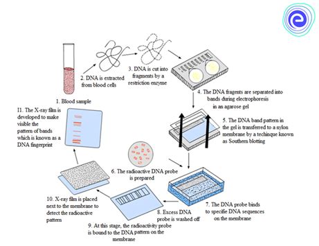 Image result for DNA Fingerprinting Examples
