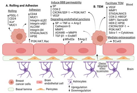 Selenium Cancer Metastasis at Michael Purdy blog