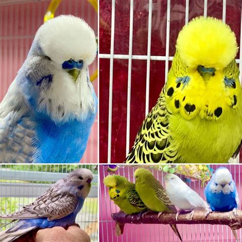 English Budgie