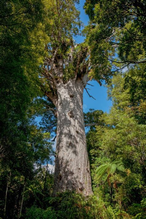 Image result for Biggest Kauri Tree