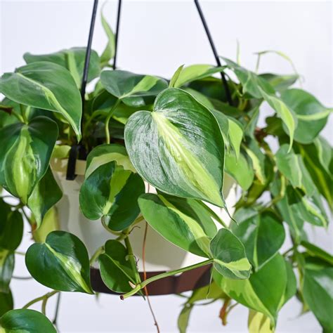 Buy Philodendron Oxycardium Brasil Hanging Plant | Quality Assured. – Ugaoo