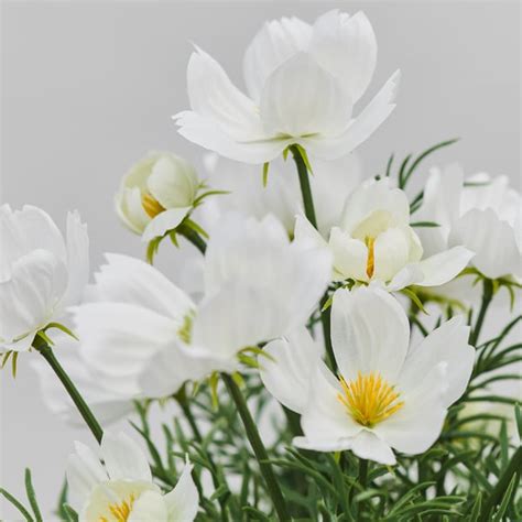 FEJKA artificial potted plant, in/outdoor/cosmos white, 9 cm (3 ½") - IKEA