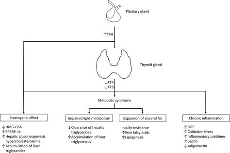 Hypothyroidism and Nonalcoholic Fatty Liver Disease: Pathophysiological Associations and ...