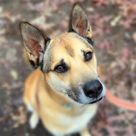 Spca Fluvanna County