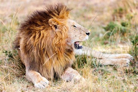 The Lion King 2019 Hyenas 的图像结果