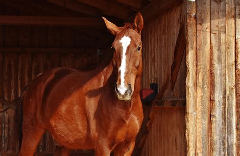 Can A Horse Vomit? All About the Horse’s Digestive System - Equineigh