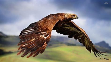 Golden Eagle Wallpapers - Wallpaper Cave