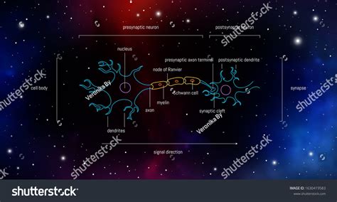 Brain Neuron 的图像结果