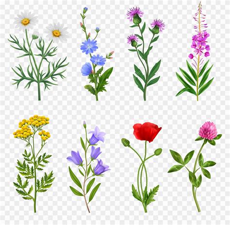 Spring Border Png Floral Clipart Wildflower Clipart Black