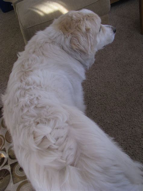 braided hair dog