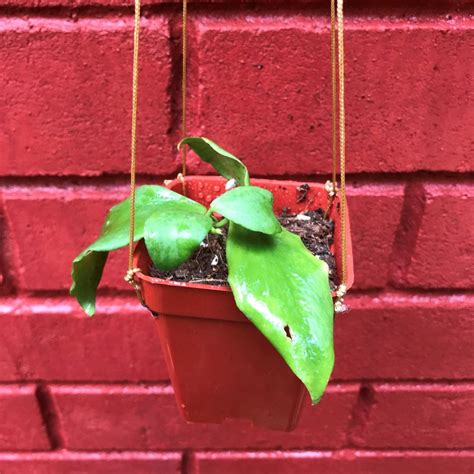 Hoya Oblongata Plant | myBageecha