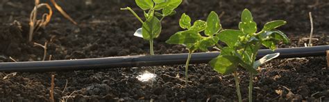The Future Of Farming Smart Community Irrigation Solutions