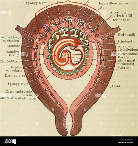 Chorionic villi hi-res stock photography and images - Alamy