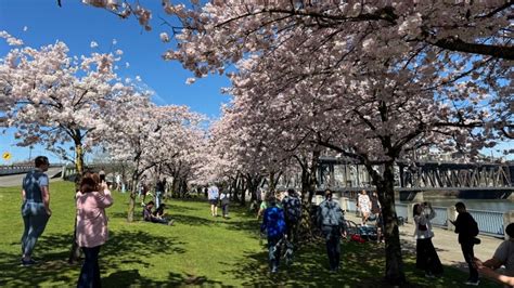 Where to see cherry blossoms in Portland | kgw.com