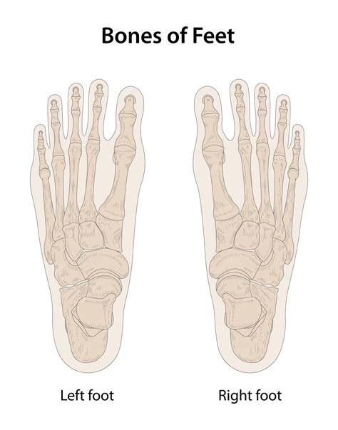 Left Foot Bones