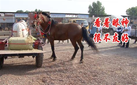 张北牲畜交易市场大红马,产品中心-华北畜牧交易网