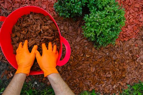 What is Mulch & Why Does it Matter? - Save Our Water, California