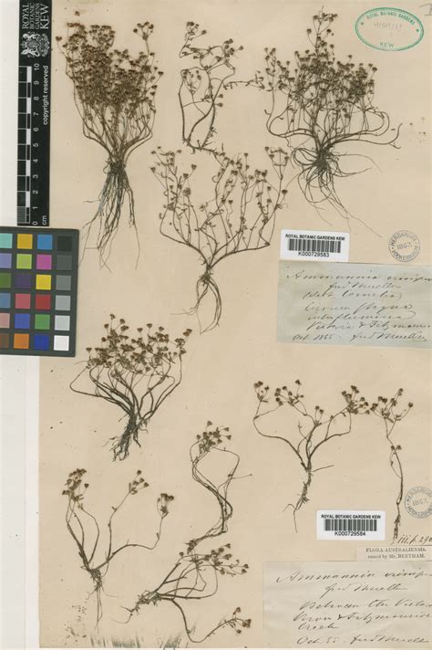 Ammannia crinipes F.Muell. | Plants of the World Online | Kew Science