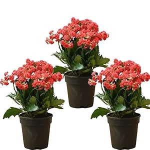 Bharat Vumi Kalonchoe Flaming Katy | Patharkuchi Flowering Plant for ...