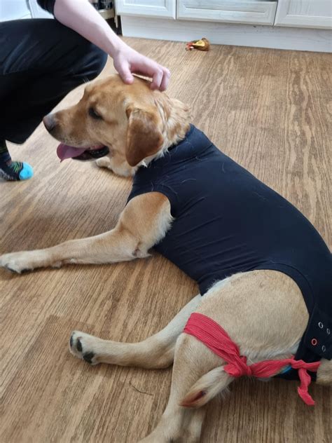 first Lab I've ever had. he's in tail jail for happy tail syndrome. the ...