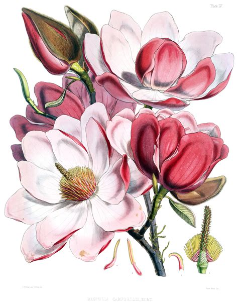 Magnolia Drawing at GetDrawings | Free download