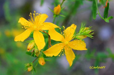 Plantas silvestres de Asturias: Hipérico, hierba de San Juan ...