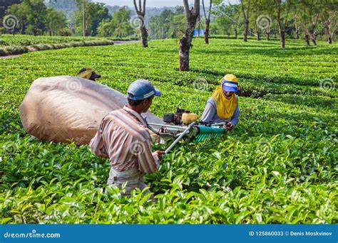 Farmers Picking Leaves from Green Shrubs by Professional Pruning ...