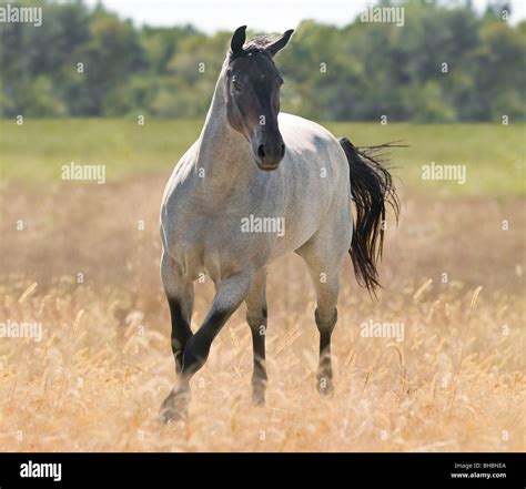 Buckskin Roan Horse